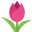 :tulip: 🌷